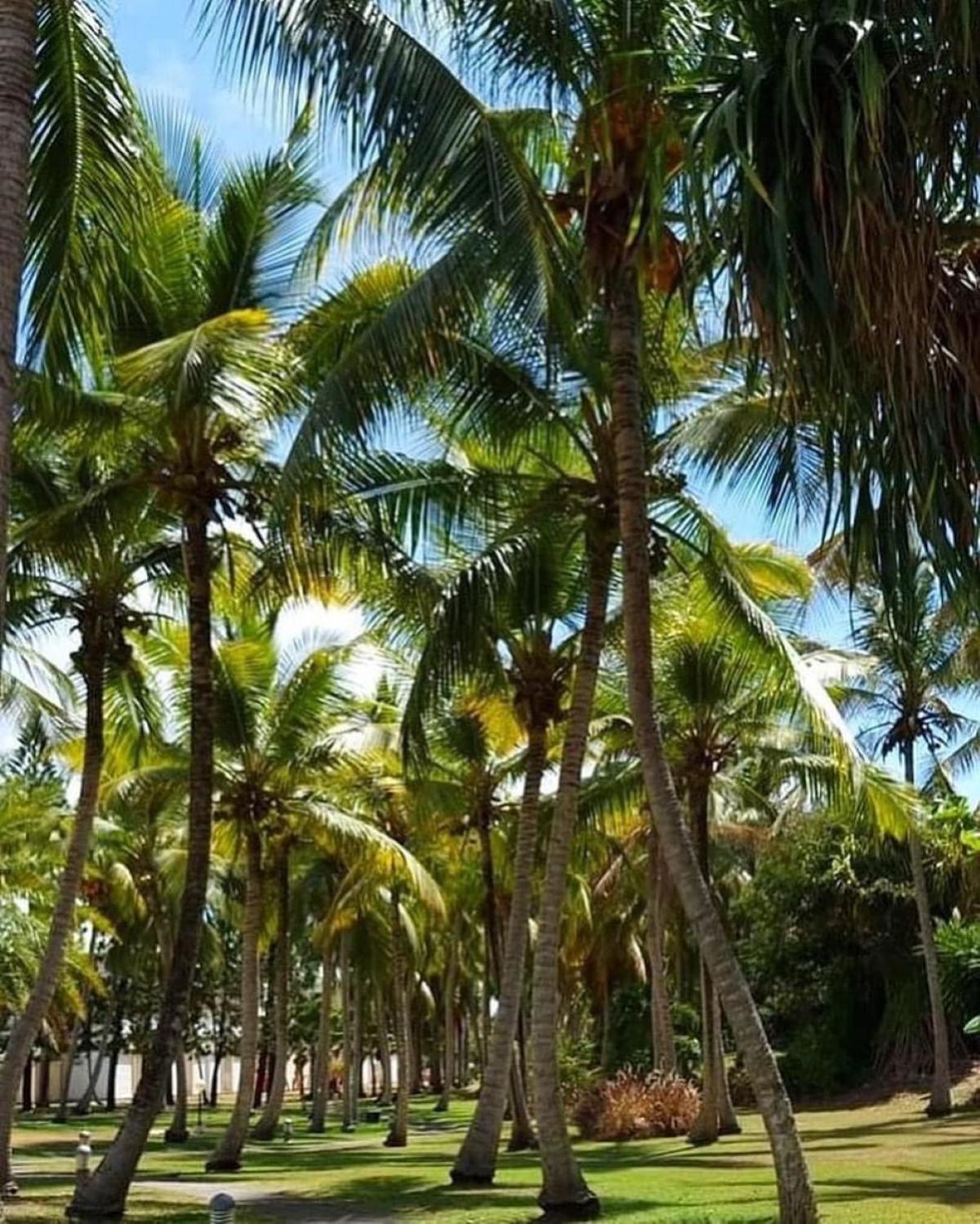 Studio Mojito Vue Mer,Piscine Avec Cuve Eau Et Acces Plage Et Piscine Anse Des Rochers Saint-Francois  Exteriör bild
